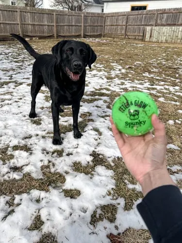 Spunky Pup Fetch & Glow hundboll medium självlysande