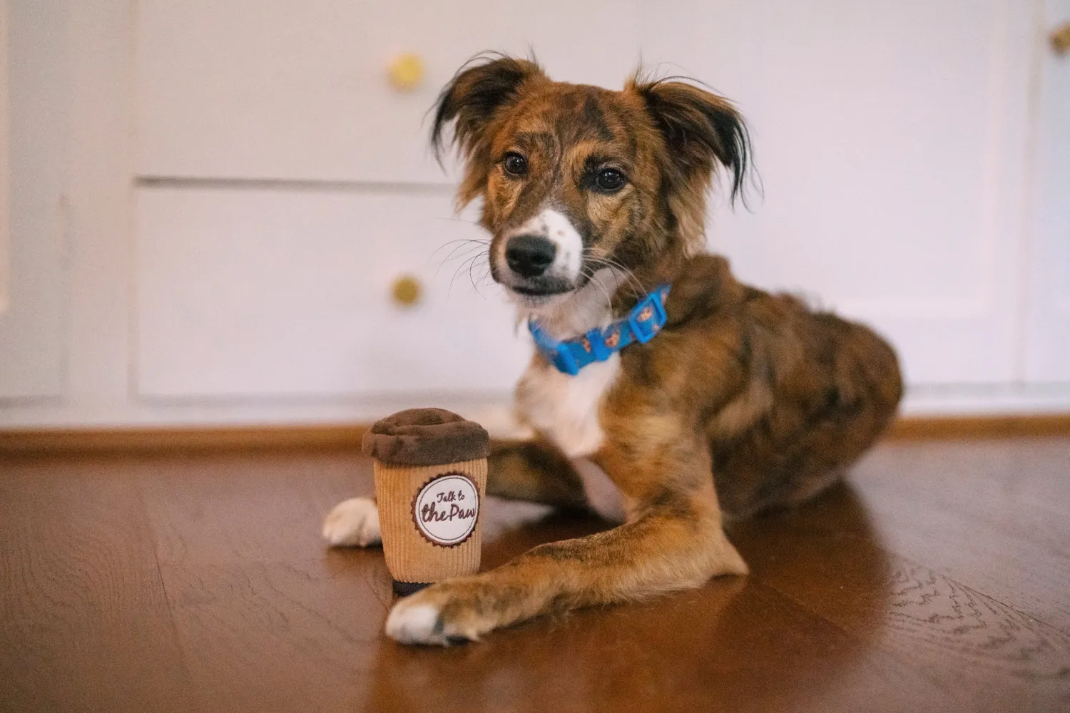 P.L.A.Y. Pup Cup Café Doggo's Java hundleksak med pip