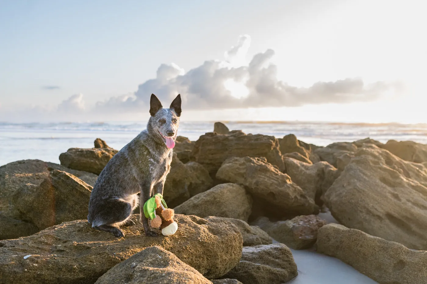 P.L.A.Y. Tropical Paradise Puppy Palm hundleksak mjuk med pip