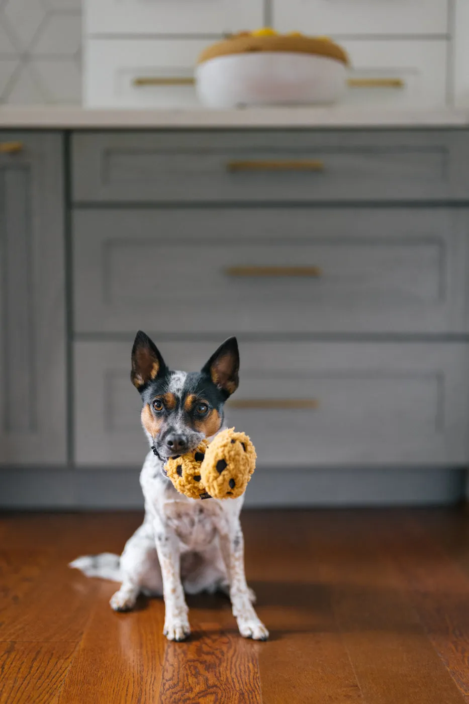 P.L.A.Y. Pup Cup Café Cookies n' Treats hundleksak rep