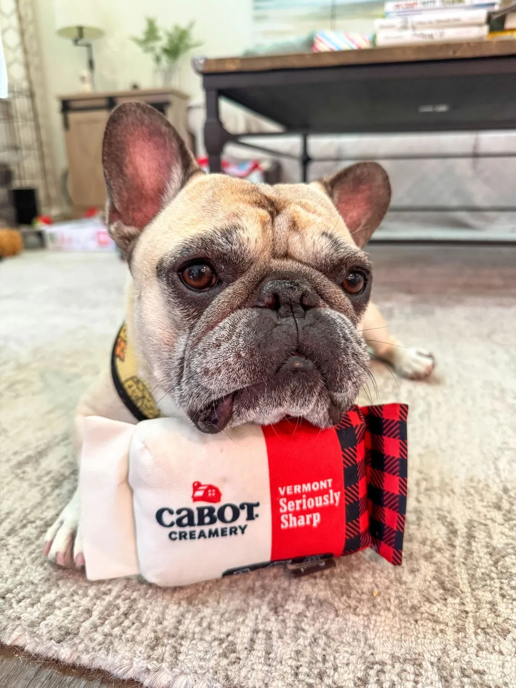 P.L.A.Y. Cabot Creamery Seriously Sharp hundleksak med pip