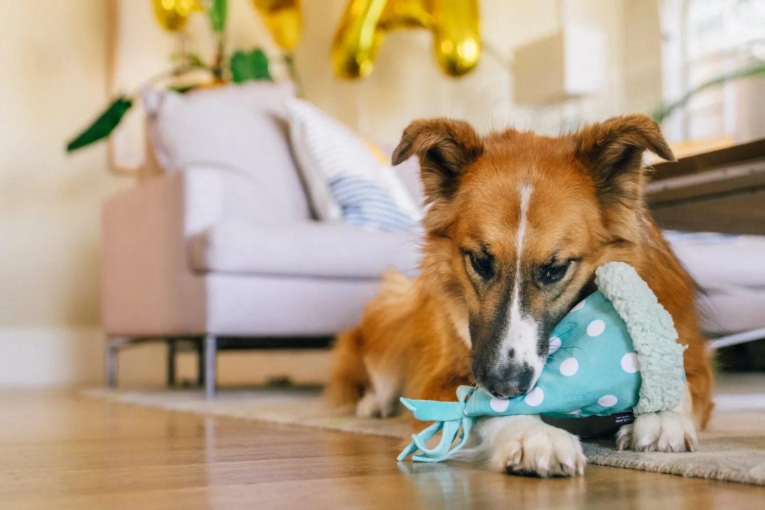 P.L.A.Y. Party Animal Yappy Party Hat hundleksak med pip