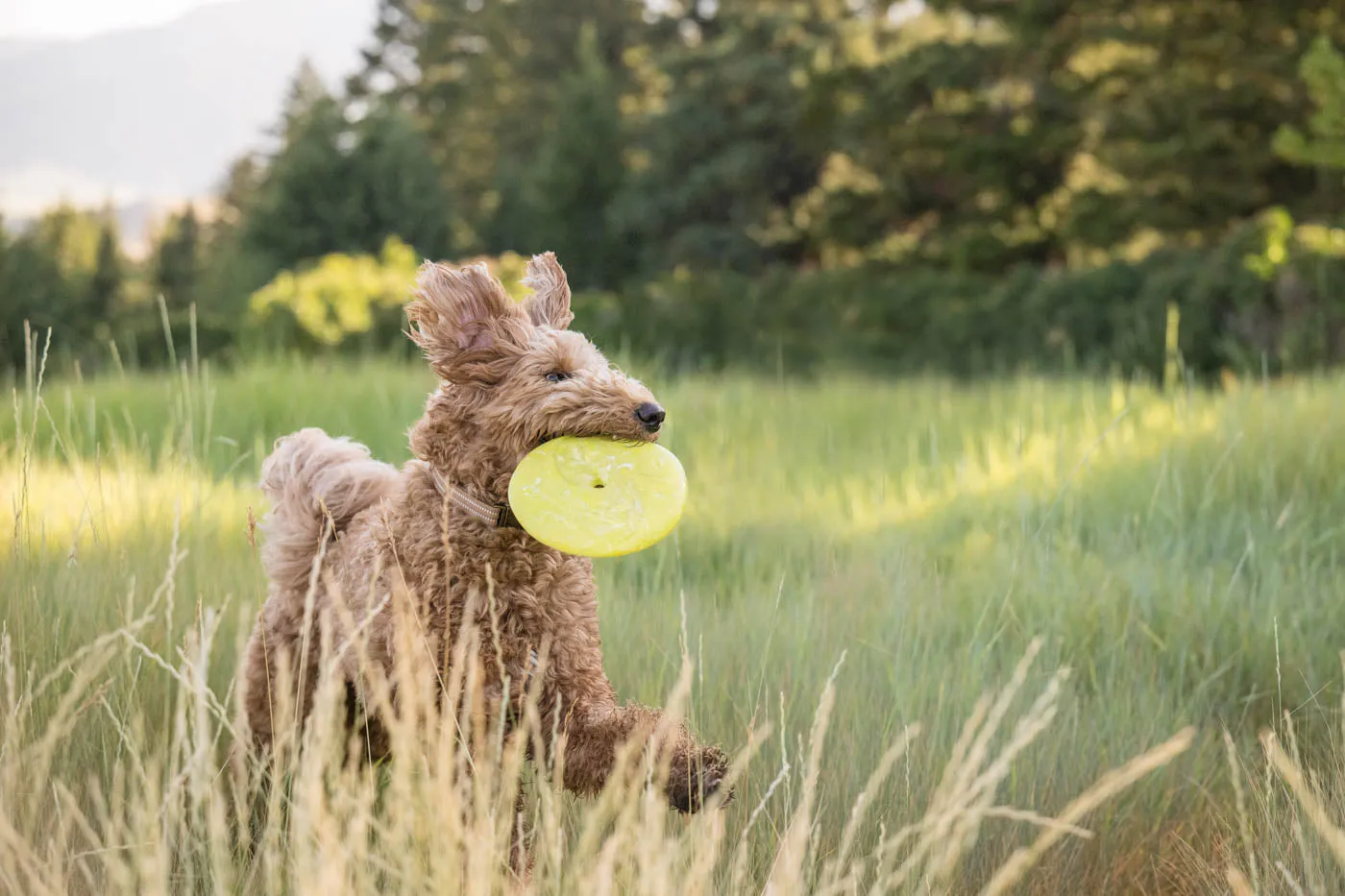 P.L.A.Y. ZoomieRex InfiniDisc hundfrisbee mjuk flytande