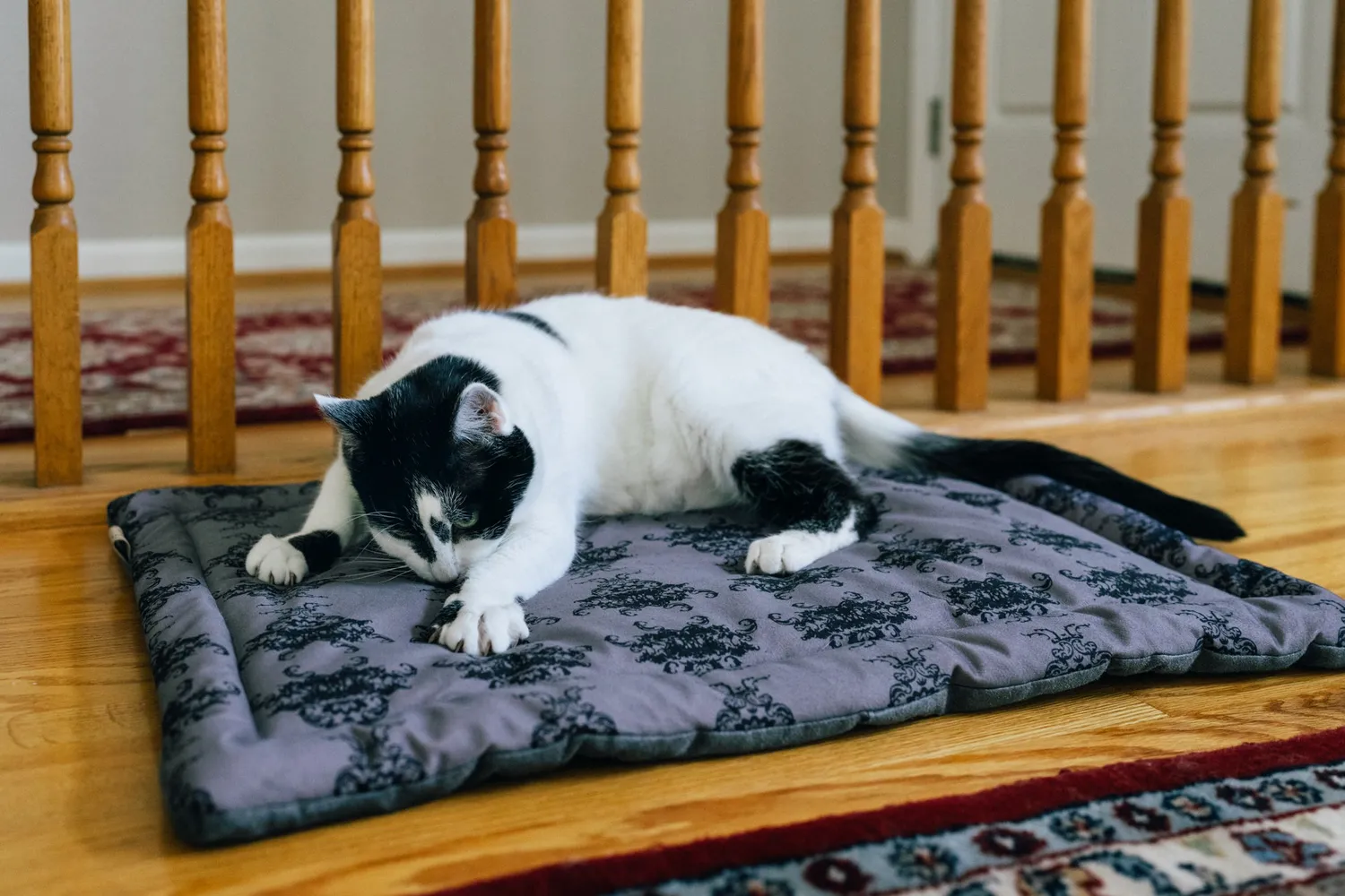 P.L.A.Y. Feline Frenzy Cat Nap Pad liggmatta kattmynta