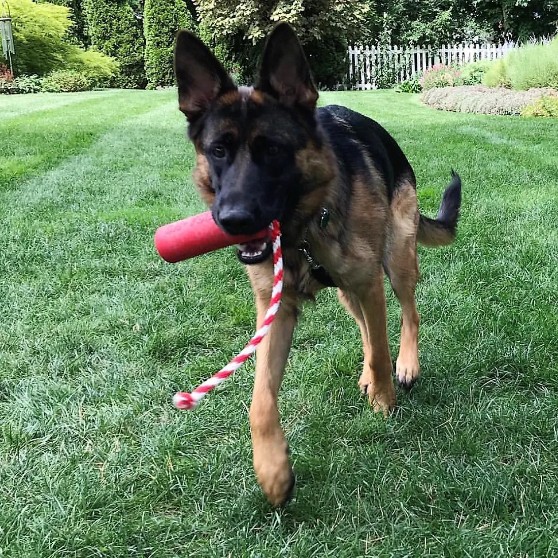 SodaPup USA-K9 Firecracker Floating Training Dummy hundleksak large röd flytande