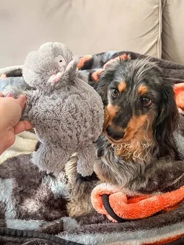 Spunky Pup Furry Friends hundgosedjur uggla med pip