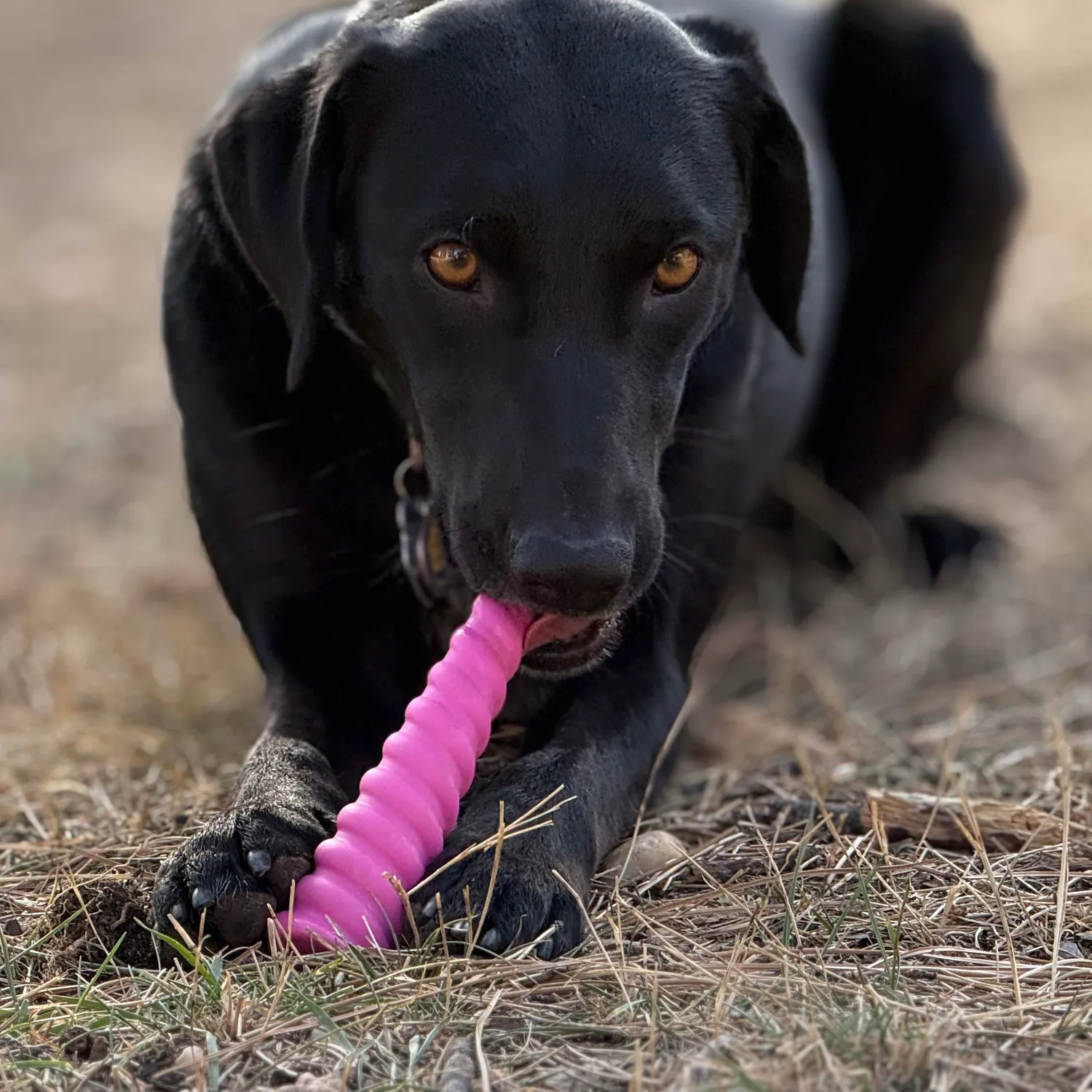 SodaPup Unicorn Horn tuggleksak nylon rosa