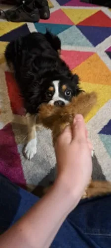Spunky Pup Wibbleez Fox stretchleksak rak med pip
