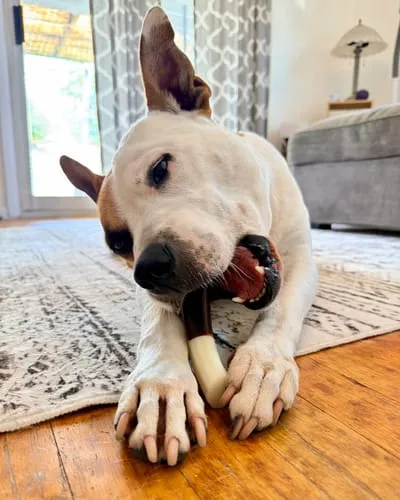 Spunky Pup Snack & Chew tugghorn Medium med nötsmak