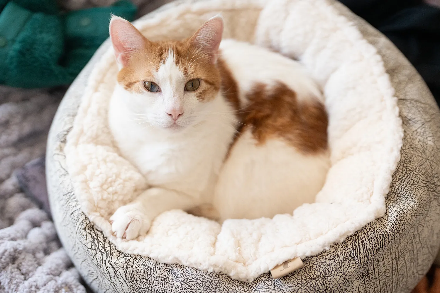 P.L.A.Y. Feline Frenzy Donut Cuddler kattbädd grå