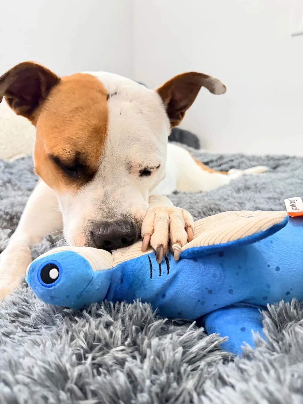 P.L.A.Y. Ocean Buddies Bonk Hammerhead hundleksak med godisficka