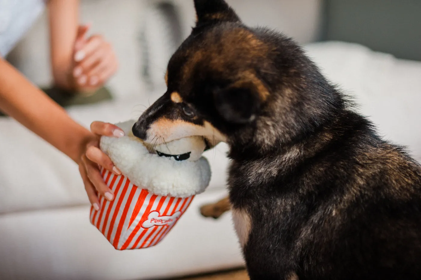 P.L.A.Y. Hollywoof Cinema Poppin' Pupcorn hundleksak med pip