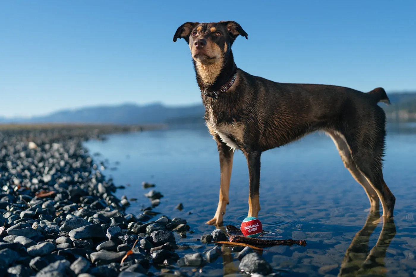 P.L.A.Y. Dog Tennis Balls tennisboll hund 4-pack pip
