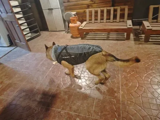 Pawtato Reflective Winter hundtäcke med sele reflex