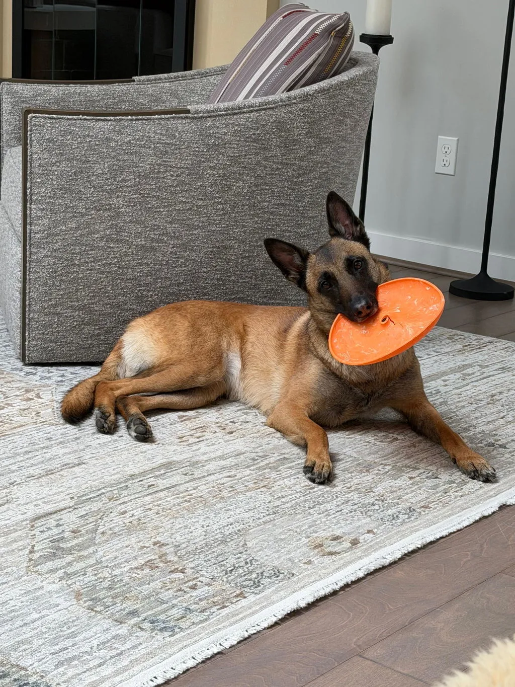 P.L.A.Y. ZoomieRex InfiniDisc hundfrisbee mjuk flytande