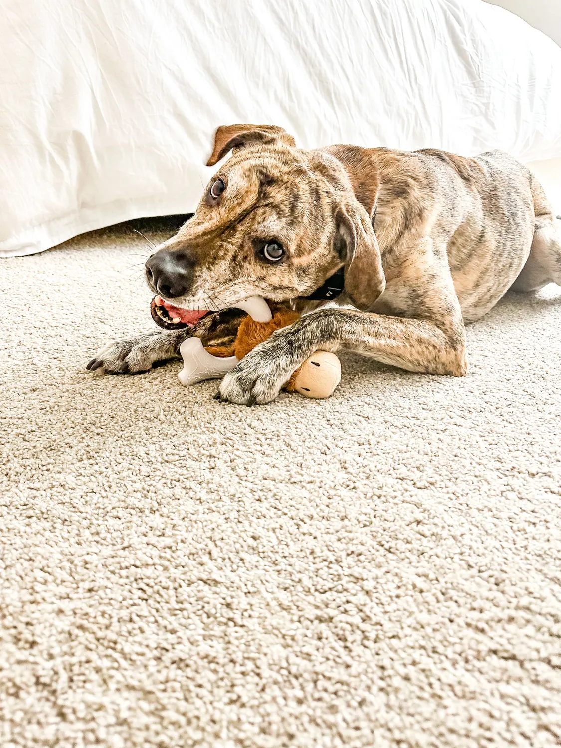 Spunky Pup Knuckleheads hundleksak warthog 2-i-1 pip