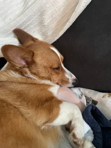 Spunky Pup Gnaw Guard hundleksak liten ring grön flytande