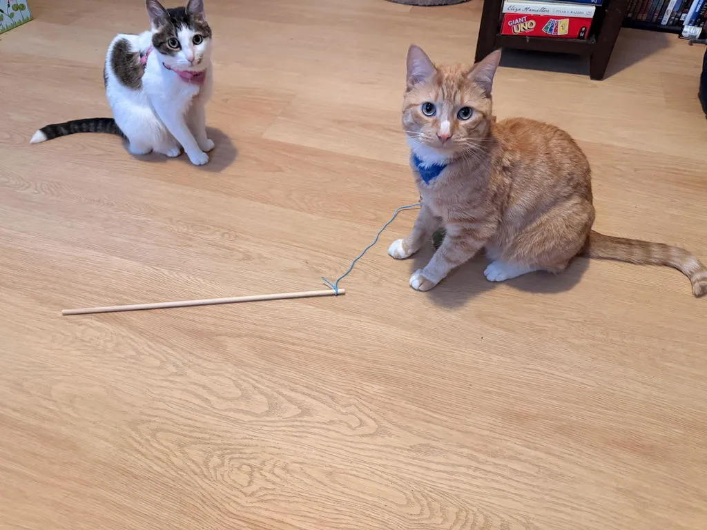 P.L.A.Y. Feline Frenzy Purrfectly Pitted Wand kattleksak oliv kattmynta