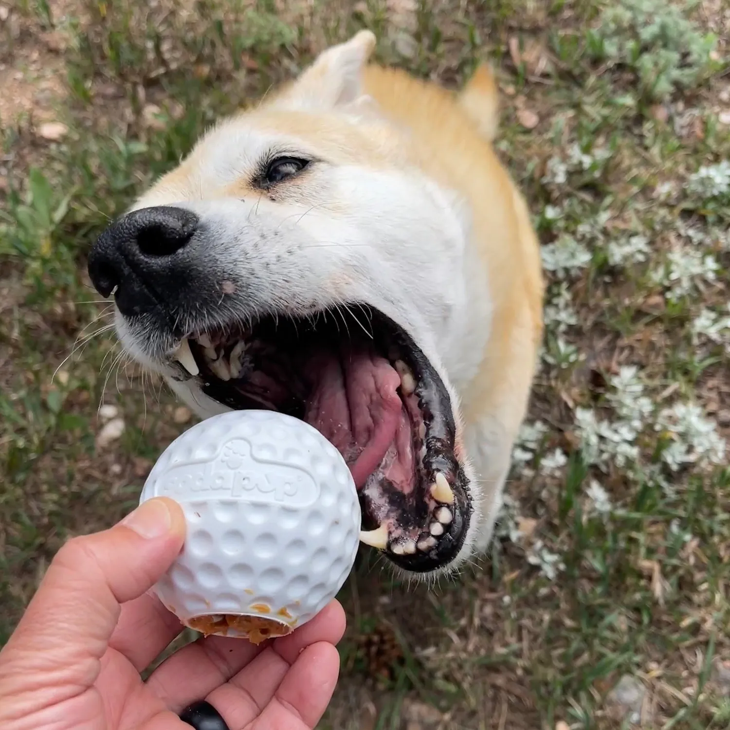 SodaPup Golf Ball apportboll gummi vit flytande