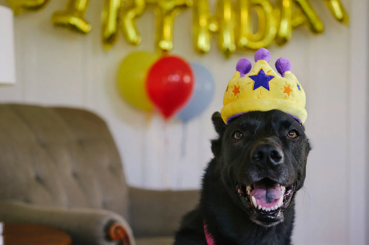 P.L.A.Y. Party Time Canine Crown mjukisleksak gul
