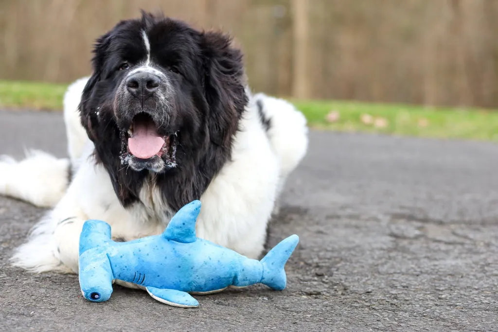 P.L.A.Y. Ocean Buddies Bonk Hammerhead hundleksak med godisficka