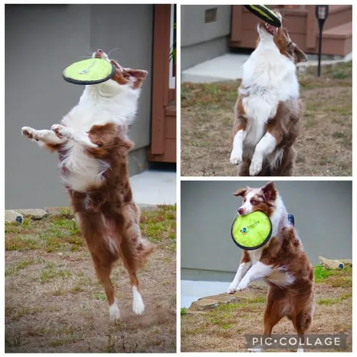 Spunky Pup Soft Disc hundfrisbee mjuk 24 cm för apport