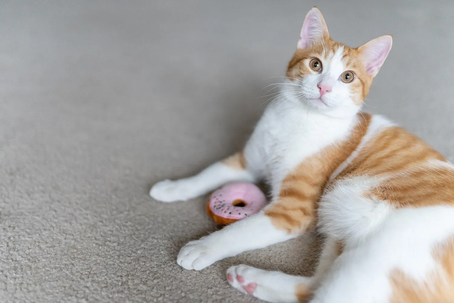 P.L.A.Y. Feline Frenzy Kitty Kreme Donuts kattleksak kattmynta