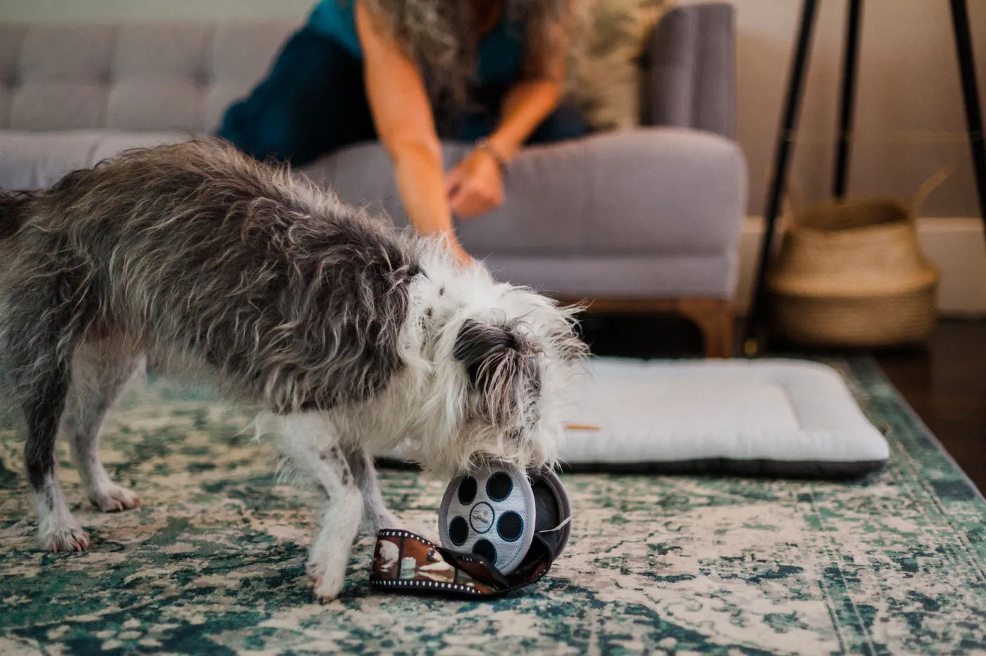 P.L.A.Y. Hollywoof Momo's Movie Reel mjuk hund small