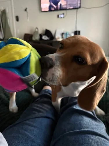 Spunky Pup Stuffies mjukisleksak Tangle Regular med godisfack