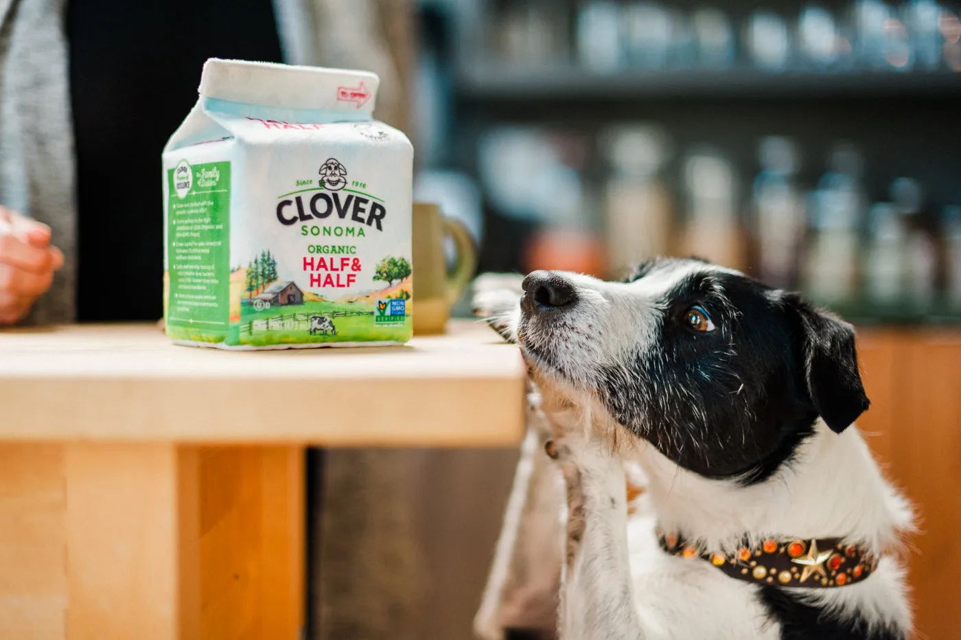 P.L.A.Y. Clover Sonoma Canine Carton hundleksak med pip