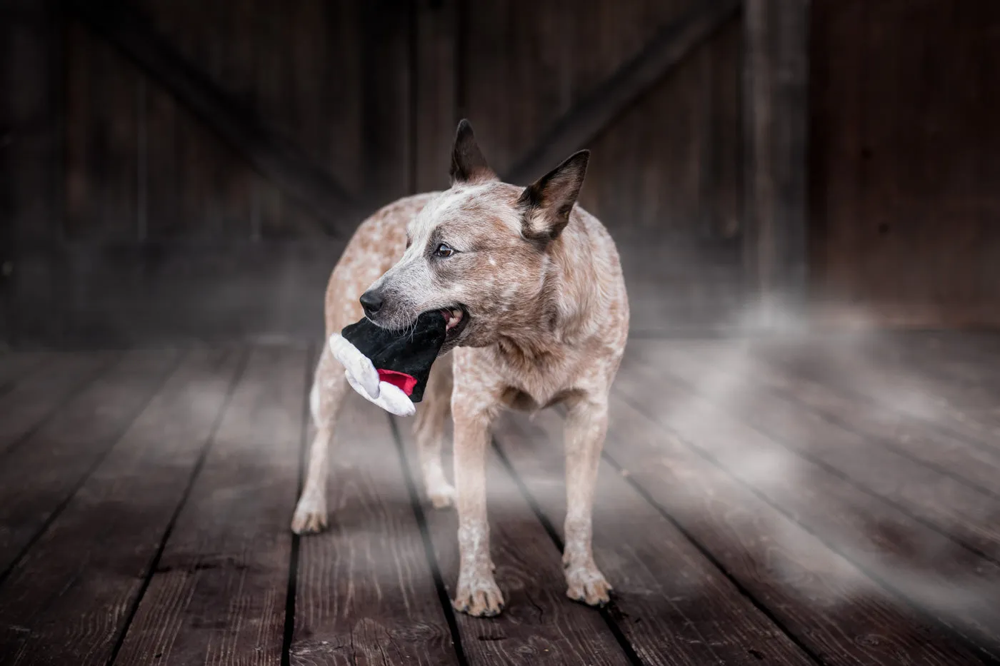 P.L.A.Y. Howling Haunts Barky's Bite hundleksak mjuk med pip