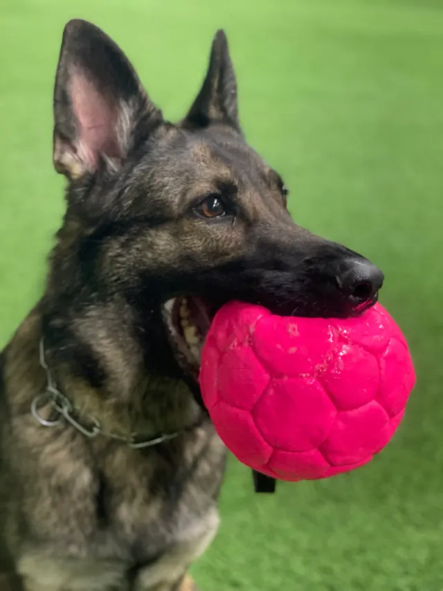 NewDog Läderboll luft halvfull apportboll