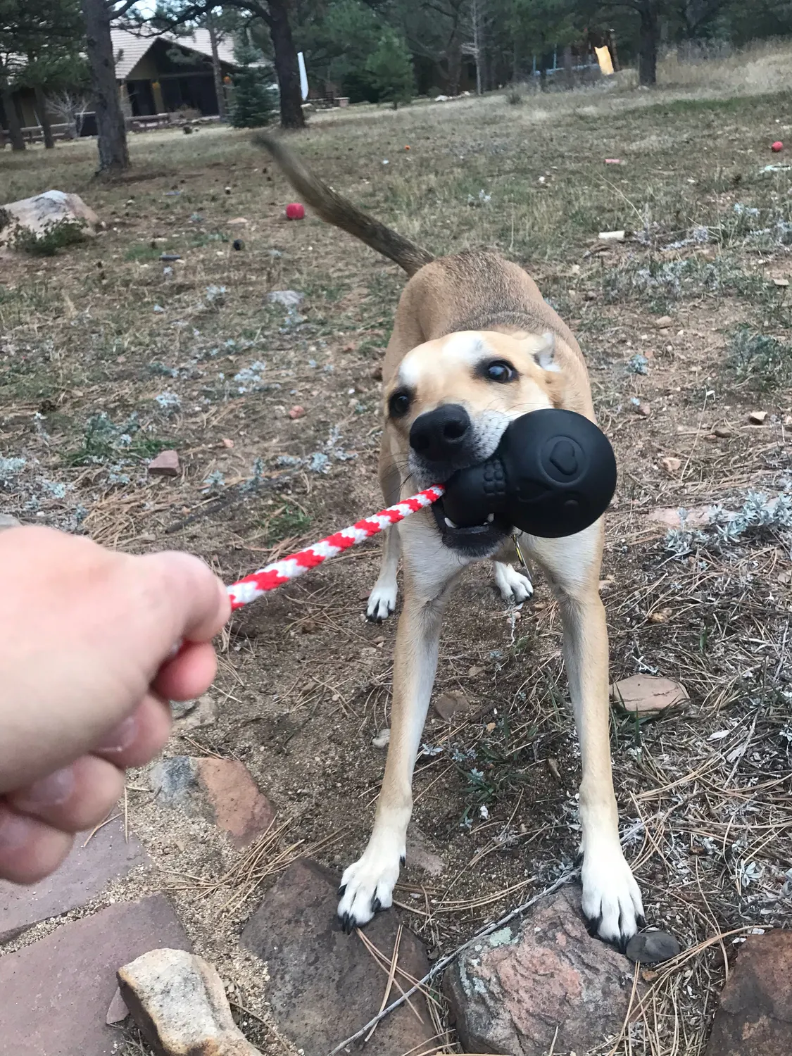 SodaPup USA-K9 Magnum Skull tuggleksak large svart hård