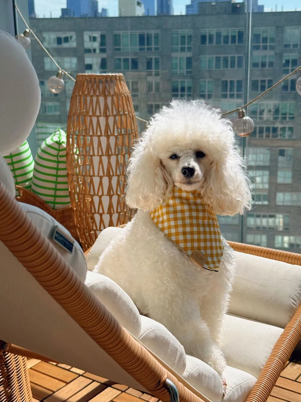 P.L.A.Y. Doggy Duo The Adventurer hundbandana bomull