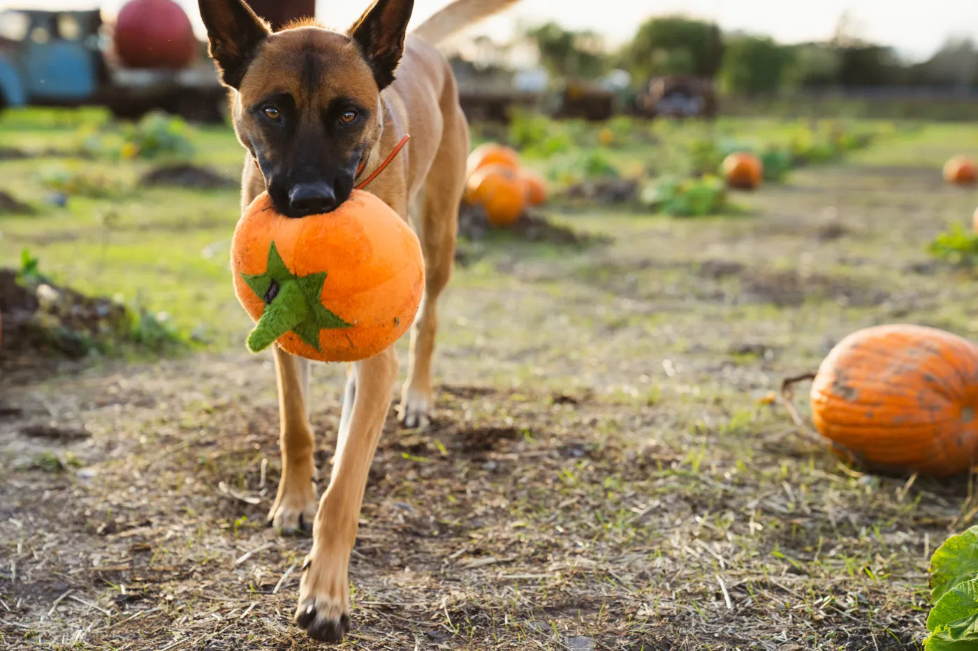 P.L.A.Y. Garden Fresh Pumpkin hundleksak med pip