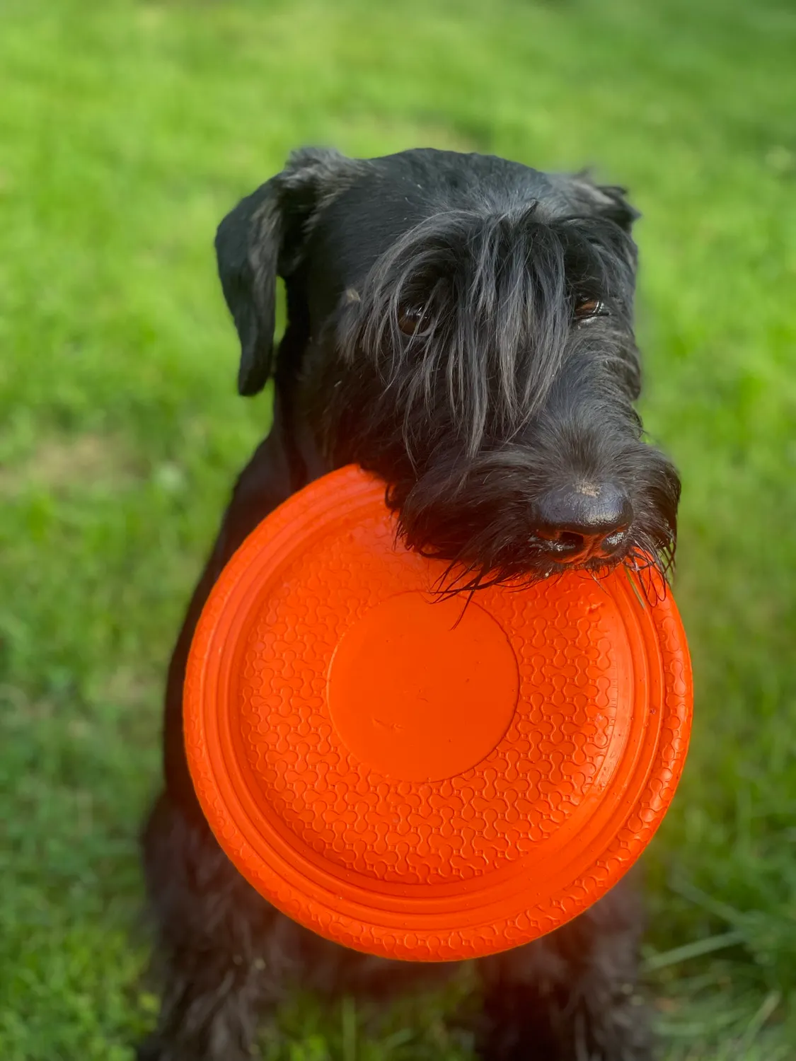 NewDog Frisbee 23cm EVA giftfri flytande