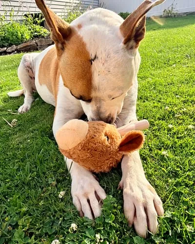 Spunky Pup Knuckleheads hundleksak warthog 2-i-1 pip
