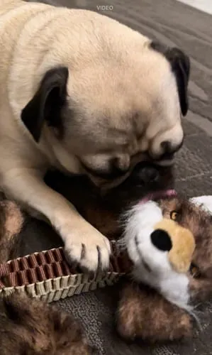 Spunky Pup Wibbleez Fox stretchleksak rak med pip