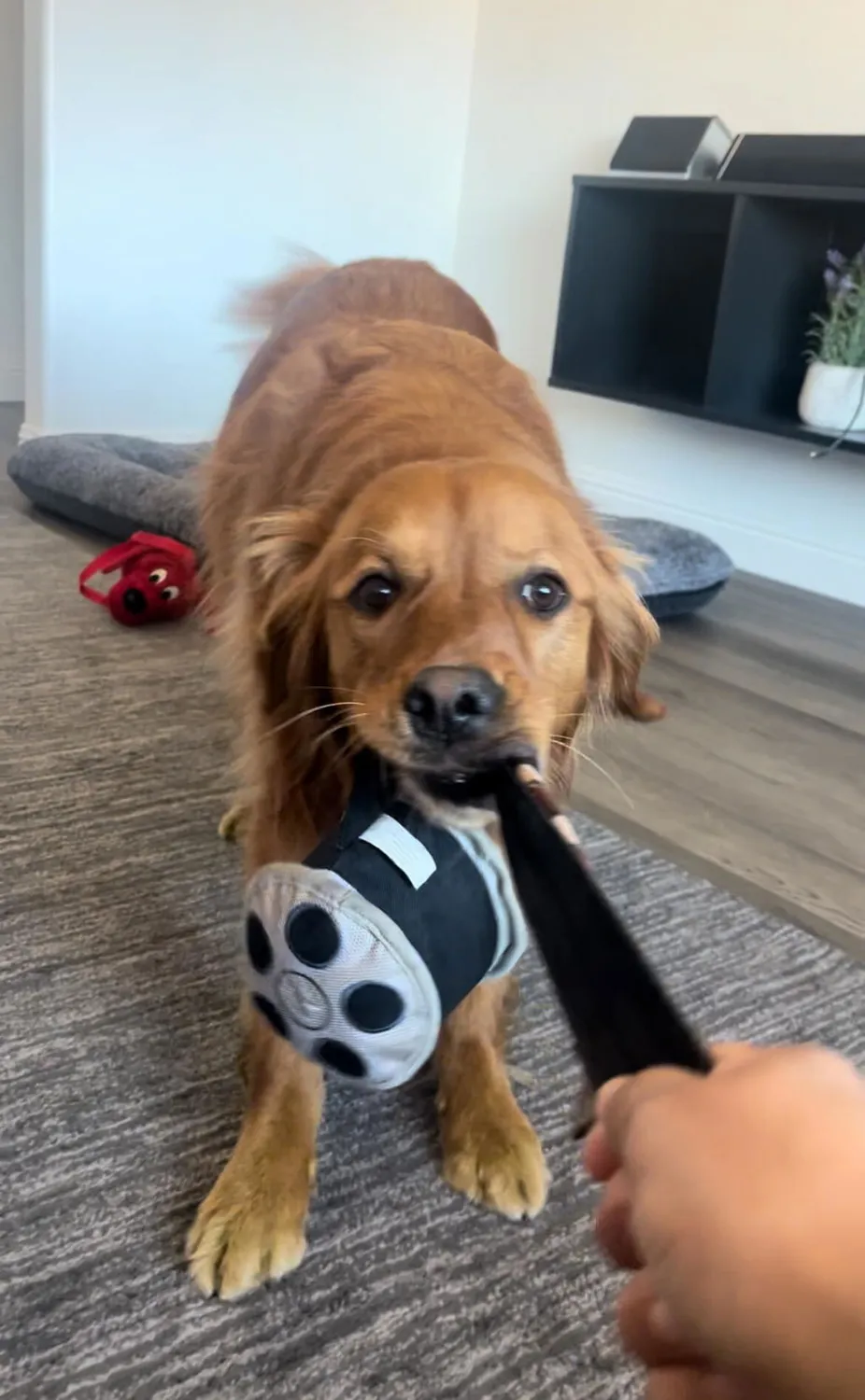 P.L.A.Y. Hollywoof Cinema 3-Dog Glasses hundleksak mjuk med pip