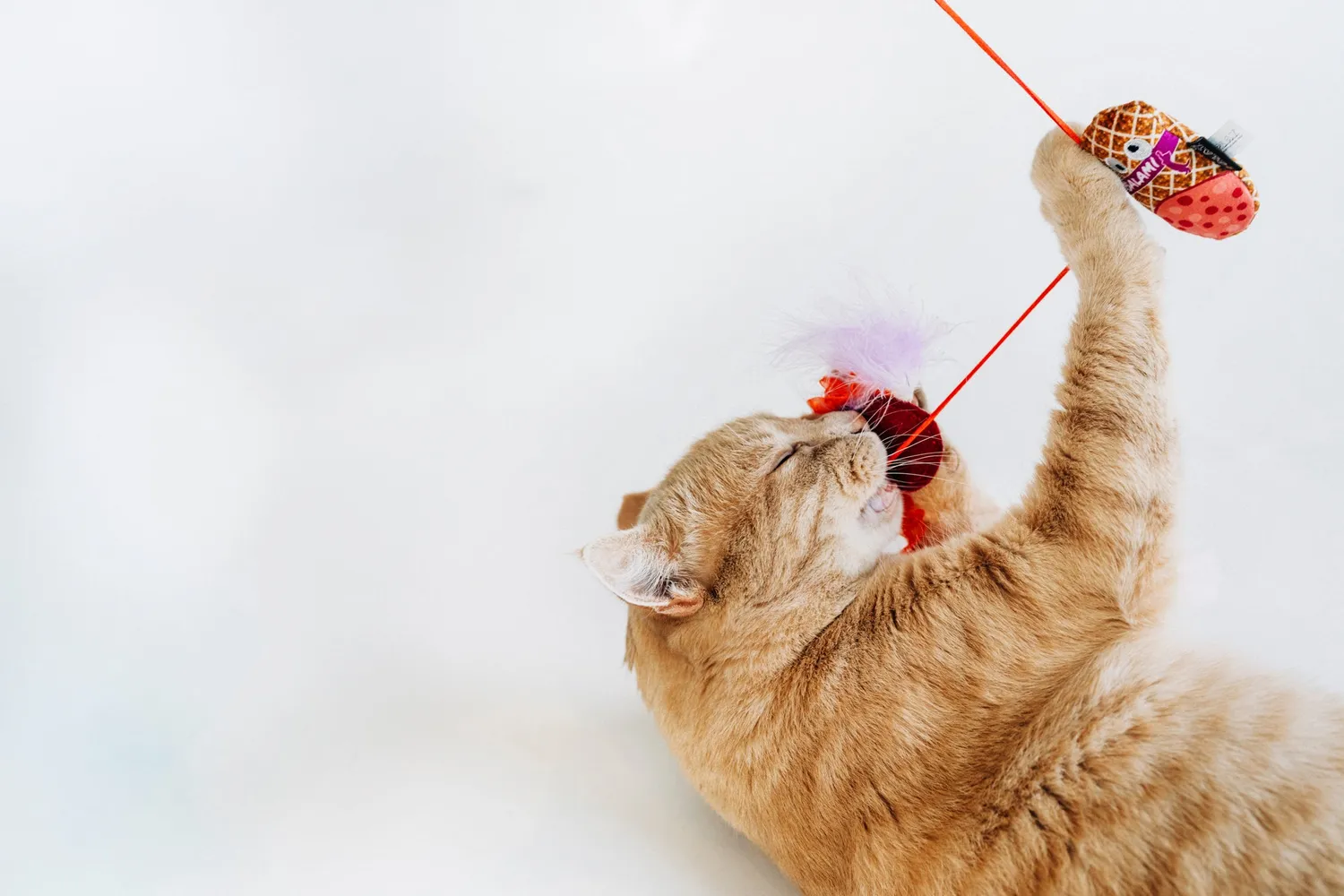 P.L.A.Y. Feline Frenzy Swatlami kattspö prassel