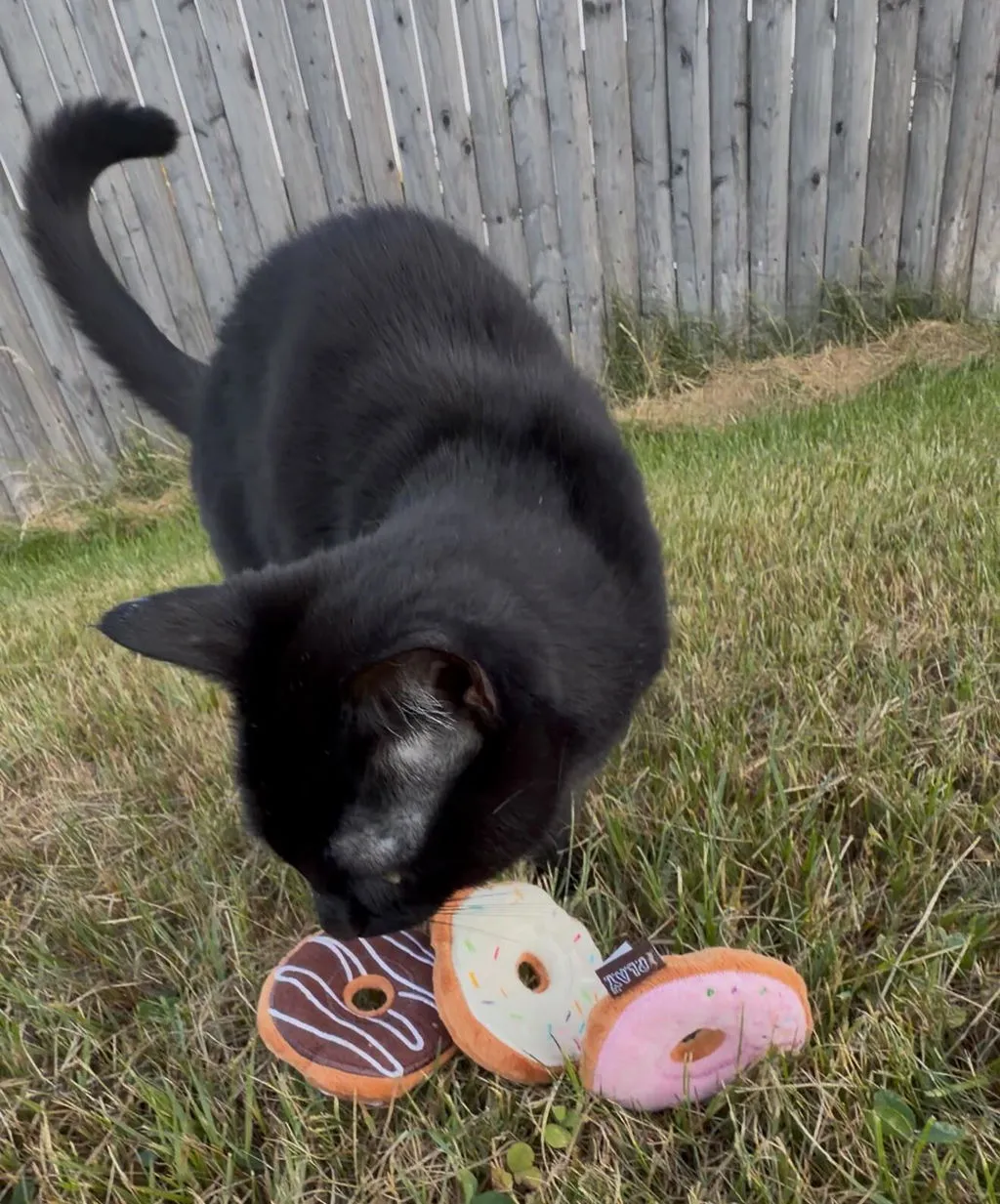 P.L.A.Y. Feline Frenzy Kitty Kreme Donuts kattleksak kattmynta