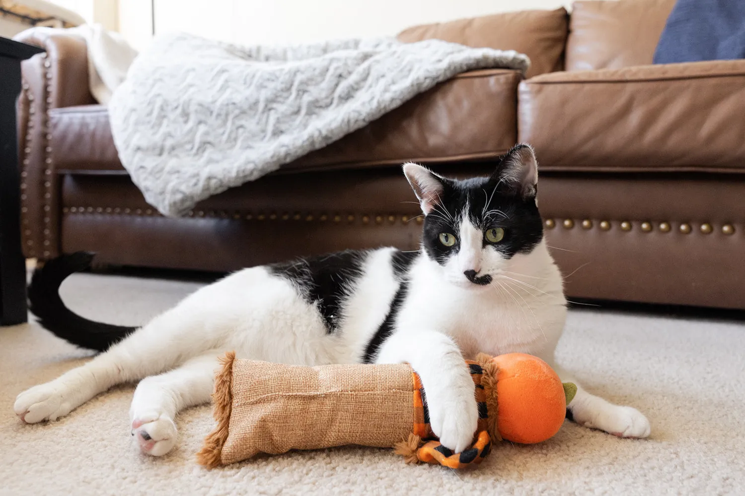 P.L.A.Y. Feline Frenzy Scaredy Crow kattleksak kattmynta