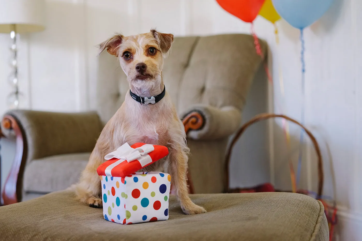 P.L.A.Y. Party Time Pawfect Present hundleksak paket gömma godis
