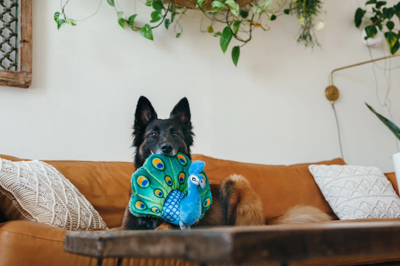 P.L.A.Y. Fetching Flock Percy Peacock hundleksak prassel