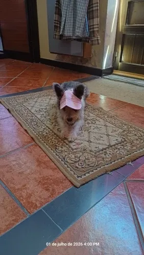 Pawtato Adjustable Sun Visor hundkeps med öronhål