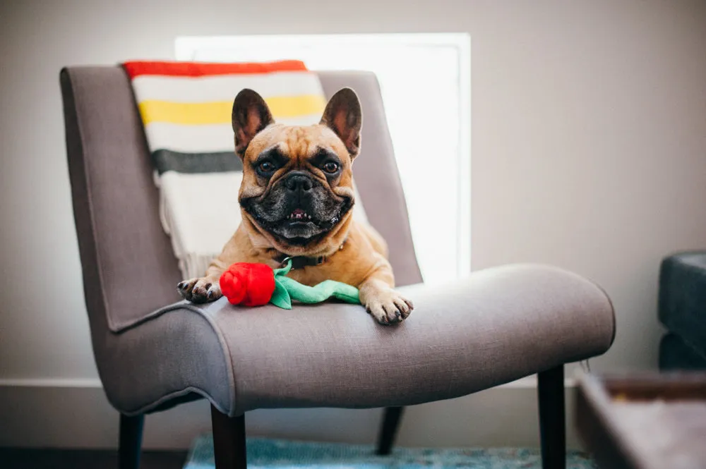 P.L.A.Y. Puppy Love Rover's Roses hundleksak 3-pack pip