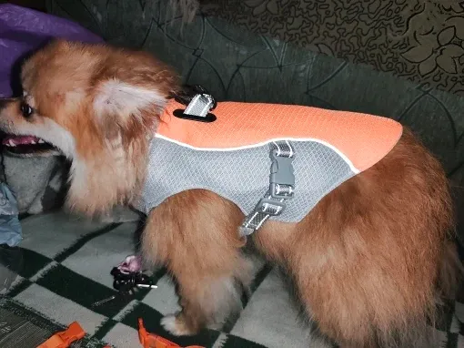 Pawtato Cooling Dog Vest kylande hundväst med koppelring