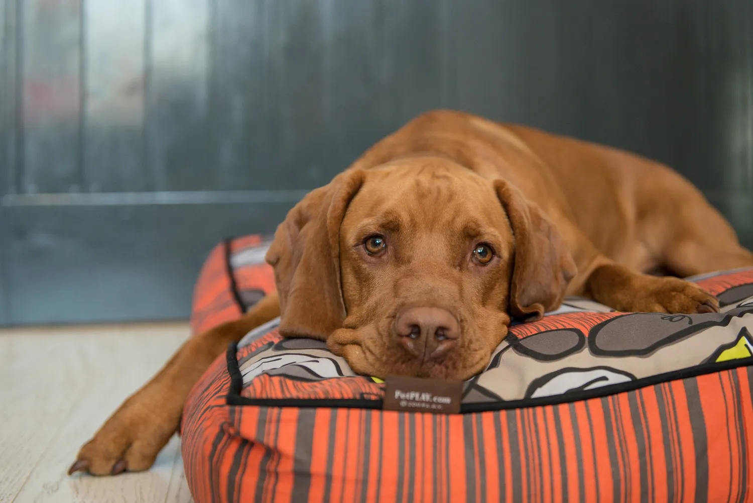 P.L.A.Y. La Folie bäddöverdrag hund S bomull orange