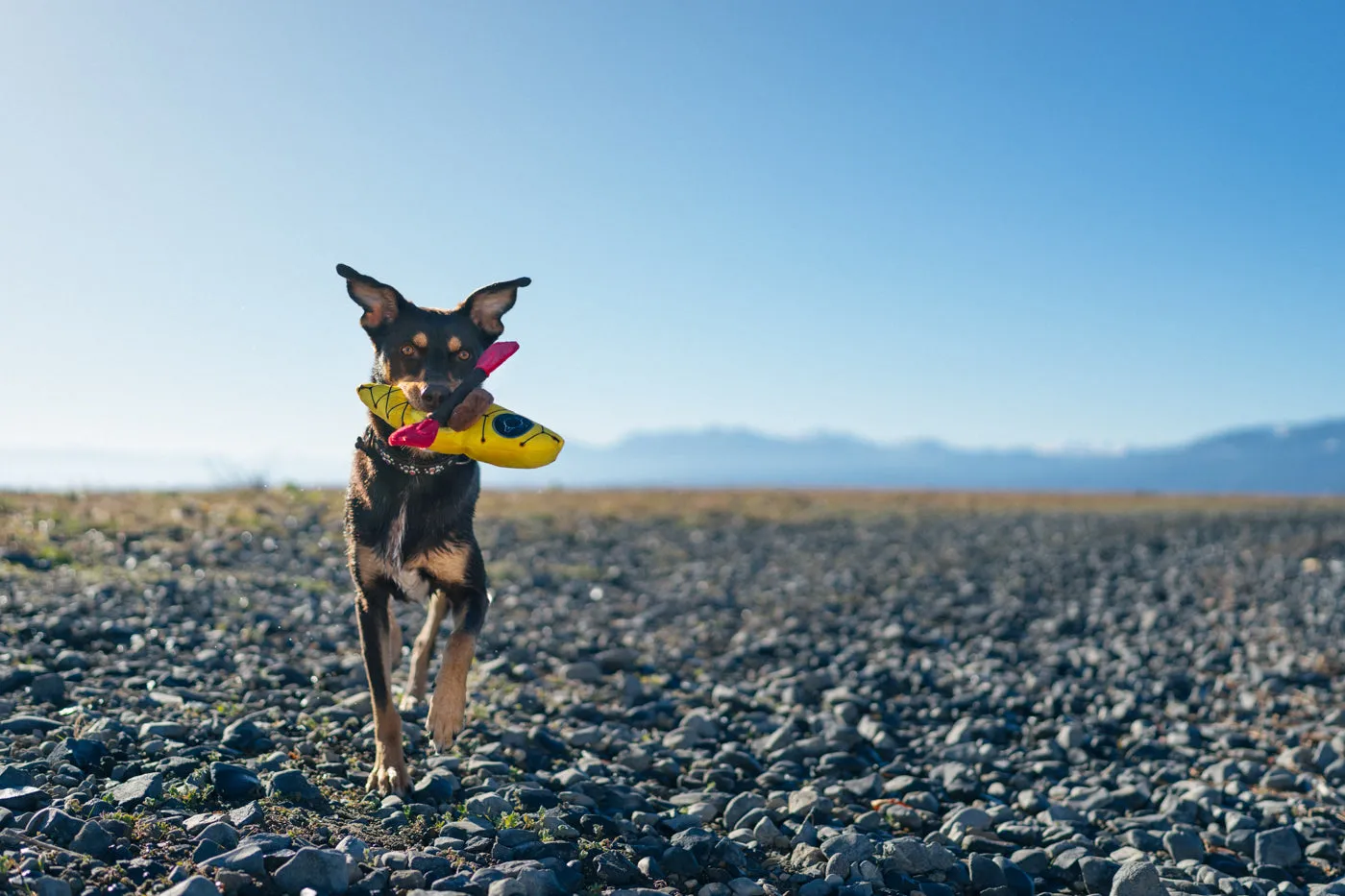 P.L.A.Y. Camp Corbin K9 Kayak hundleksak gul med pip