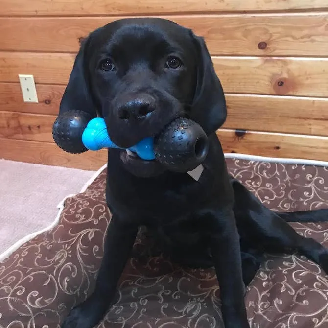 Spunky Pup Fetch & Chew tuggben small röd